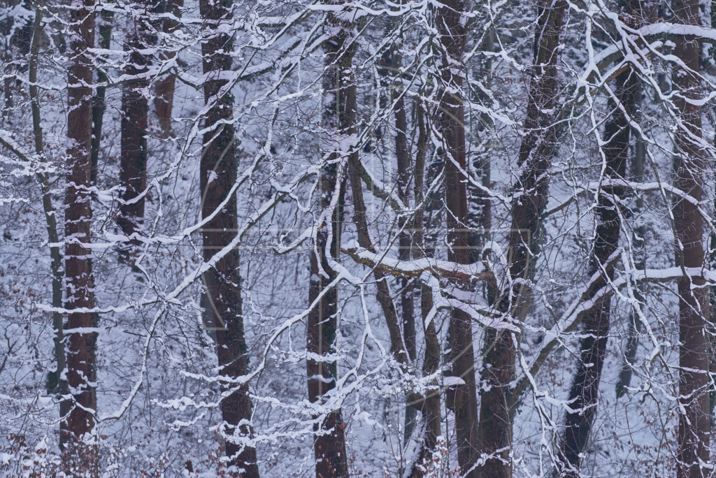A snow-covered forest.