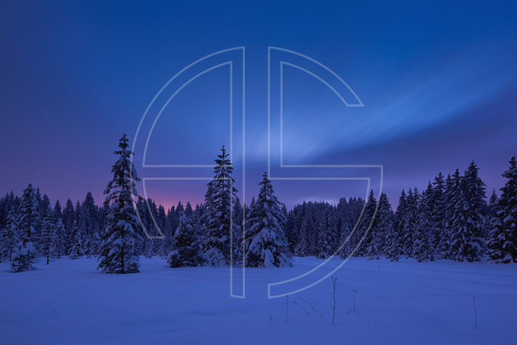 Within The Presence Of Absence Winter landscape with fir trees at dusk.