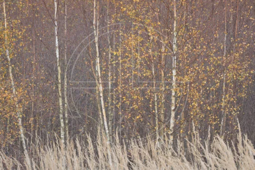 Within The Void We Remain Breathless depicts a grove of slim birch trees with golden leaves.