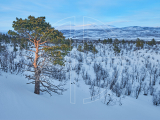 Deep in the winter wilderness. To the left stands a pine tree illuminated by the sun.