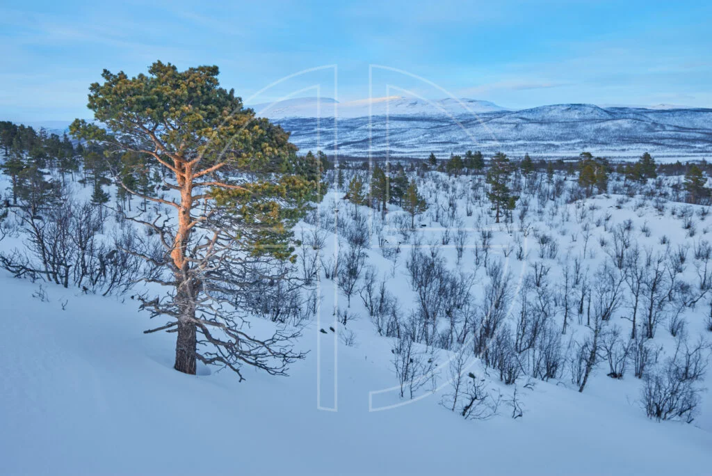Woven Into Sorrow Deep in the winter wilderness. To the left stands a pine tree illuminated by the sun.
