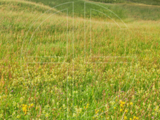Sunlit meadow with yellow flowers and four trees on the horizon. The sky looms dark and overcast.