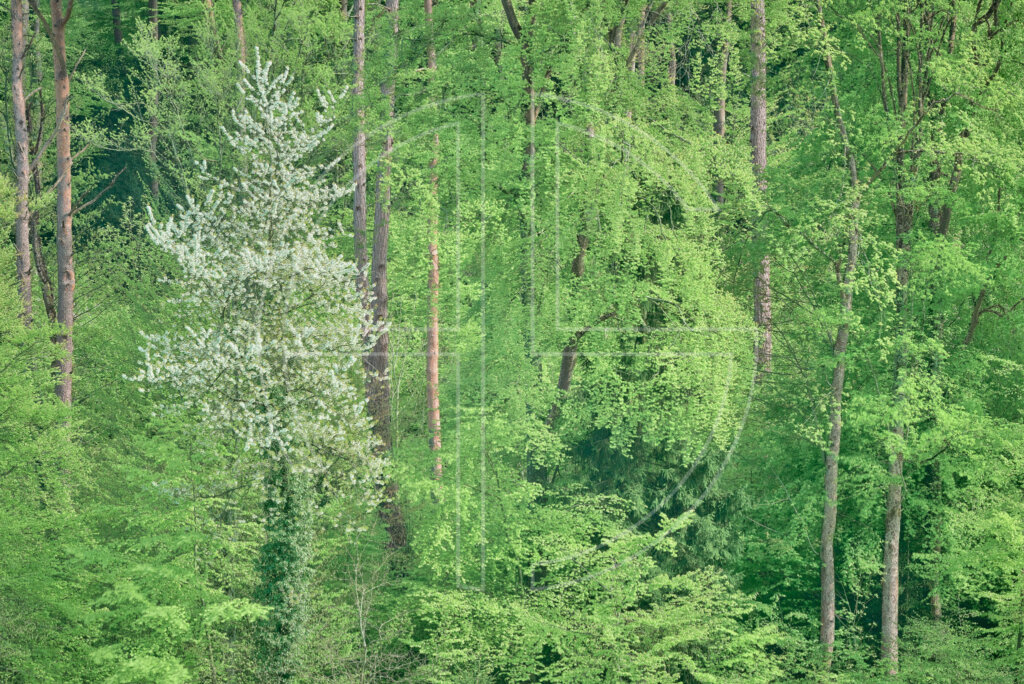 A green spring forest and one blooming tree on the left.