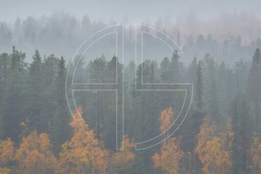 Arrival Of Desire depicts an autumn forest in the morning mist.