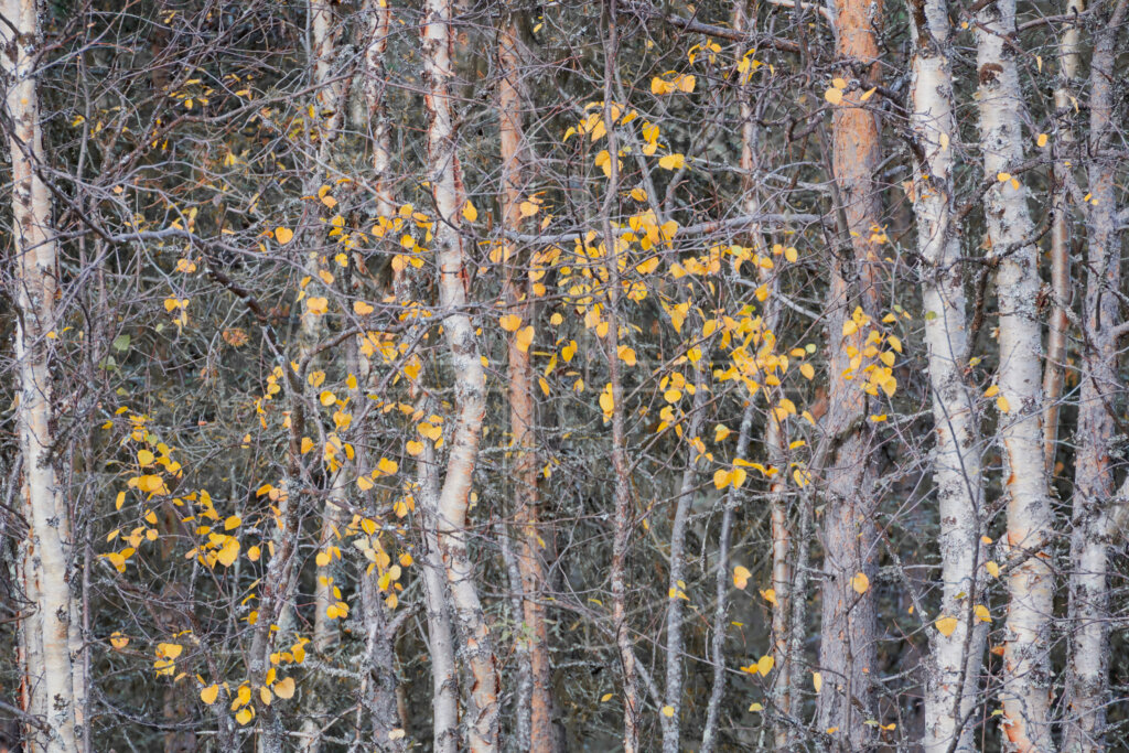 Gold From Afar depicts a grove of slim birch trees with yellow leaves.