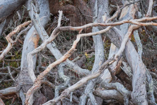 Hope Dies Young depicts a jumble of branches.