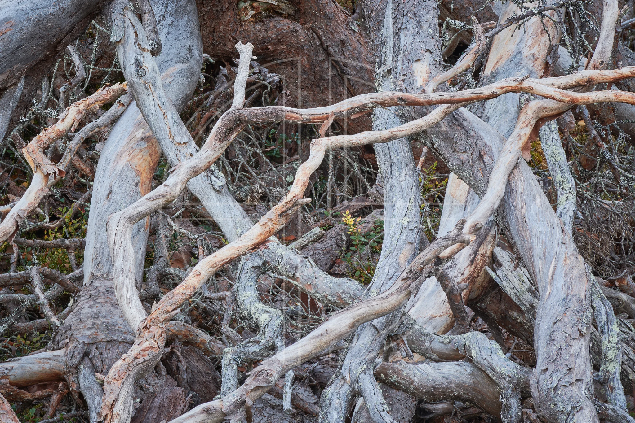 Hope Dies Young depicts a jumble of branches.