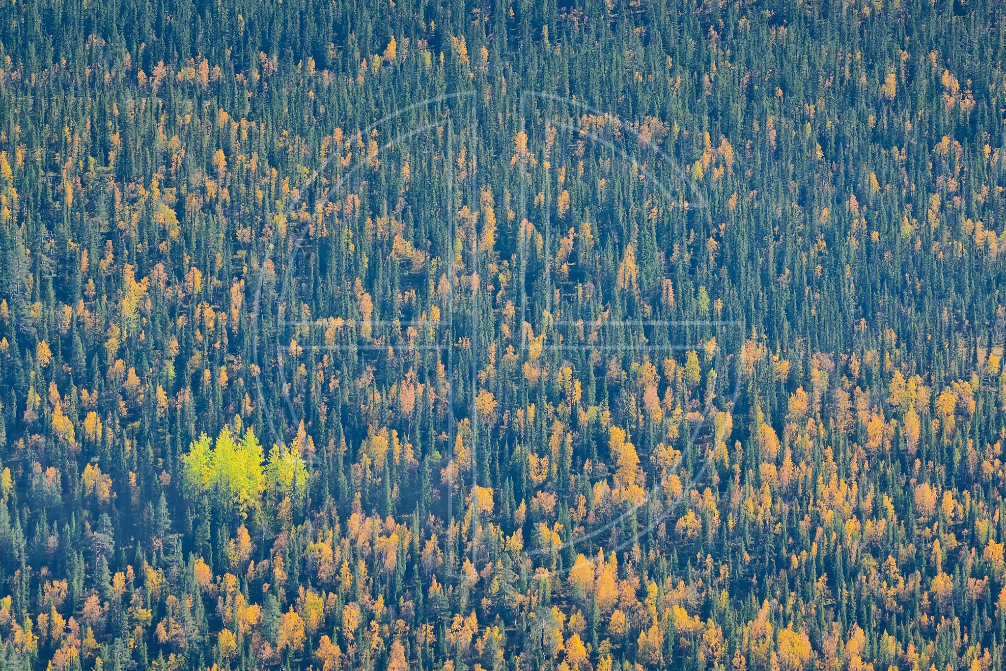 Luck Of Uncertainty depicts a vast forest in autumn.