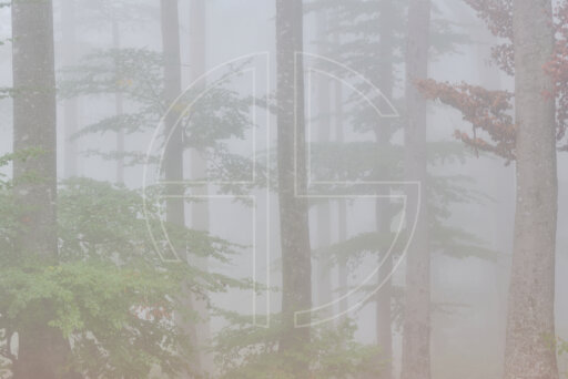 Passage For The Dead depicts a forest in dense fog.