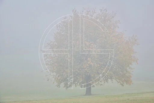 Pity The Sadness depicts a large tree with golden leaves in dense mist.