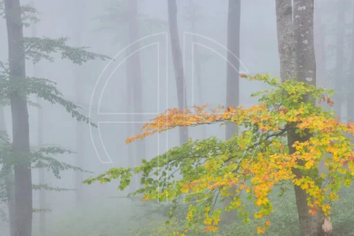 Want To Touch depicts a forest in thick fog. A branch to the right has yellow leaves.