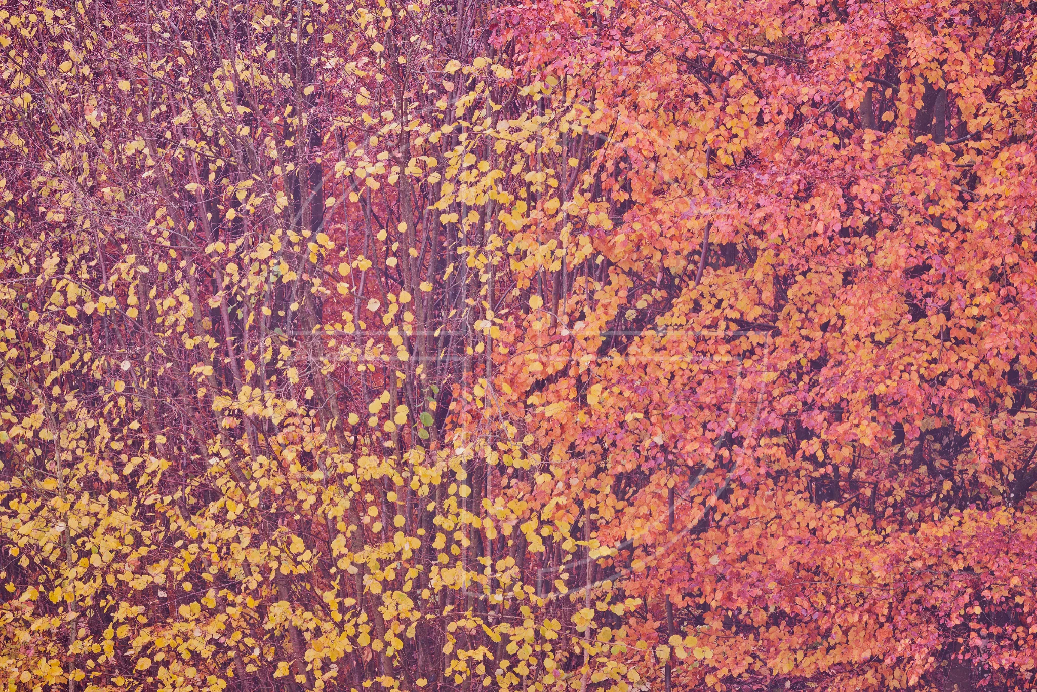 Confetti Confetti shows woodland photography as an abstract canvas.