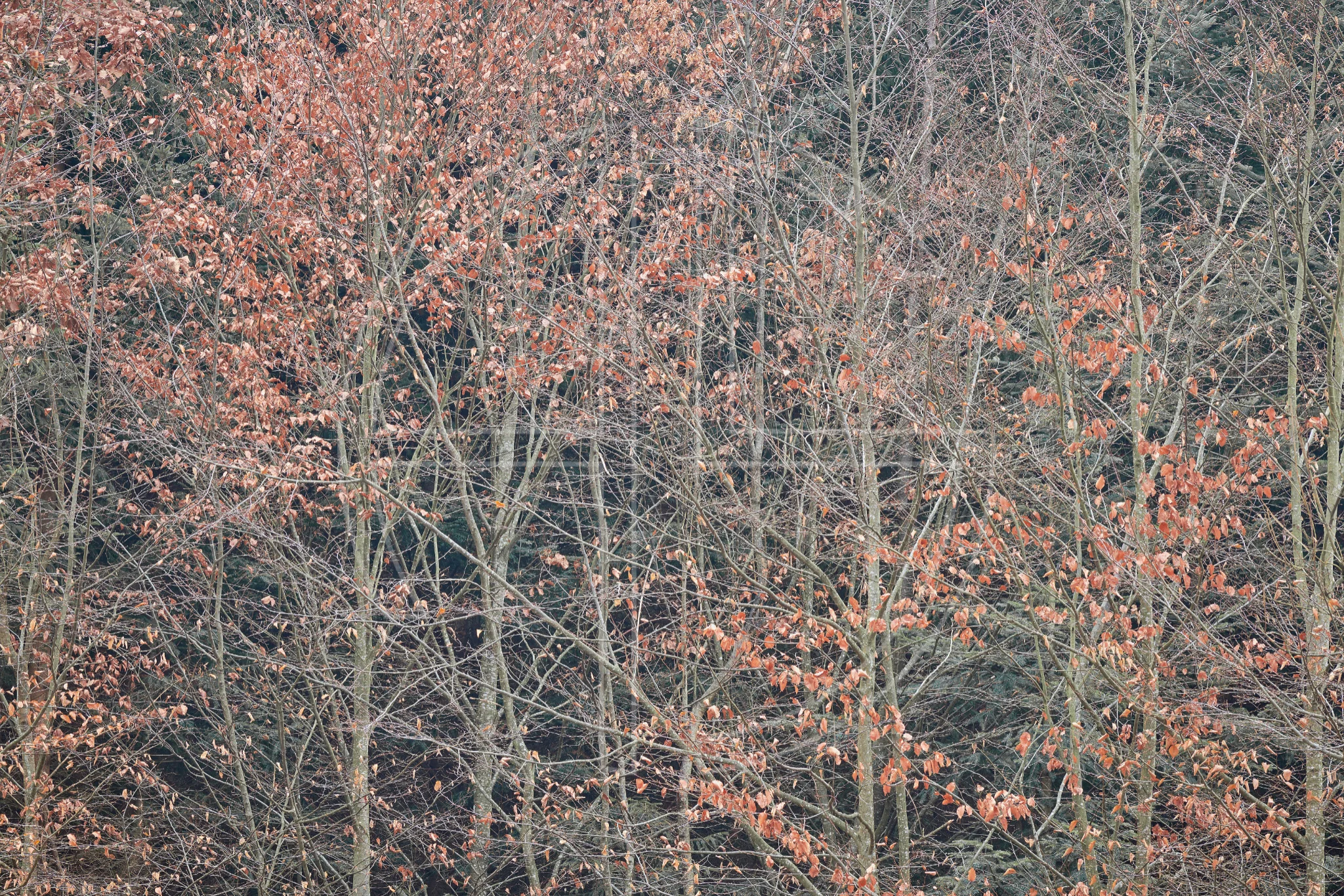 Empires Lost To Time depicts a forest of slim beech trees with rusty-red leaves.