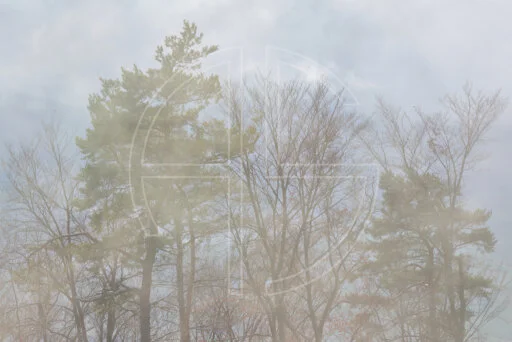 In Truth Divided depicts a grove of trees in dense fog illuminated by the sun.