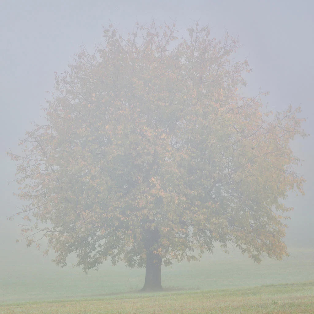 Loneliness in social media.