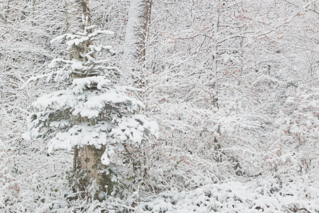 Remain In The Whiteness depicts a forest clad in snow.