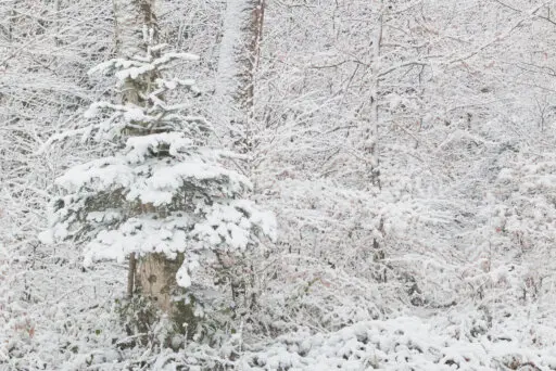 Remain In The Whiteness depicts a forest clad in snow.