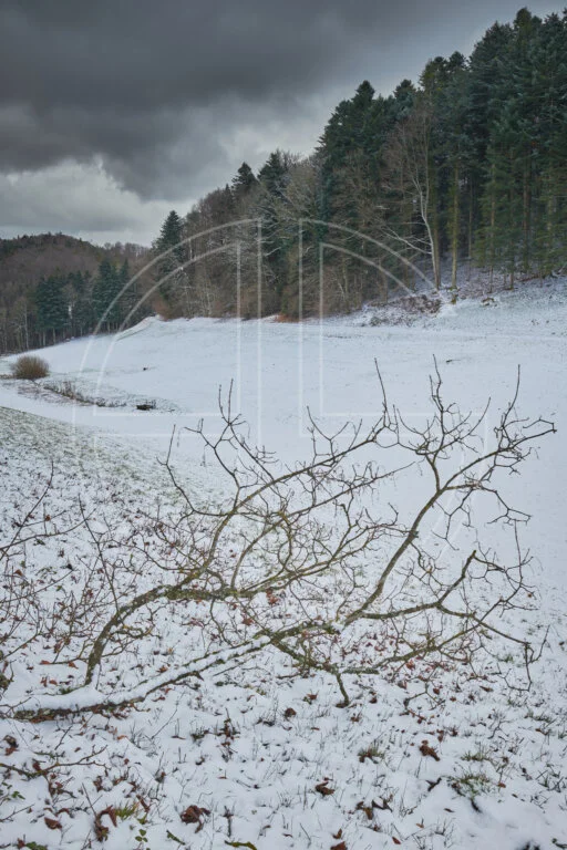 Stained Depression depicts a winter landscape with a branch in the foreground.