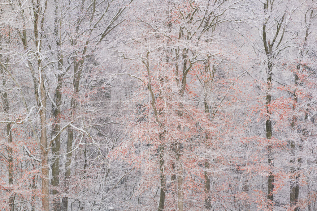 Falling Forever depicts a forest during snowfall at the end of autumn.