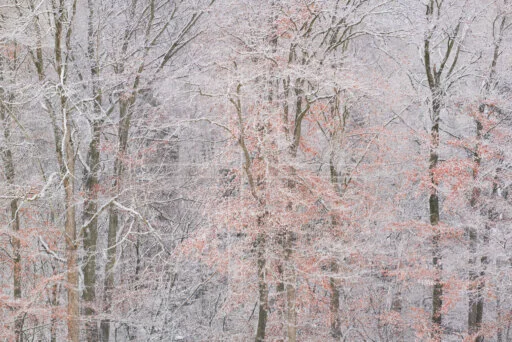 Falling Forever depicts a forest during snowfall at the end of autumn.