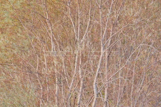 Never Left depicts the twigs of a tree in autumn evening light.