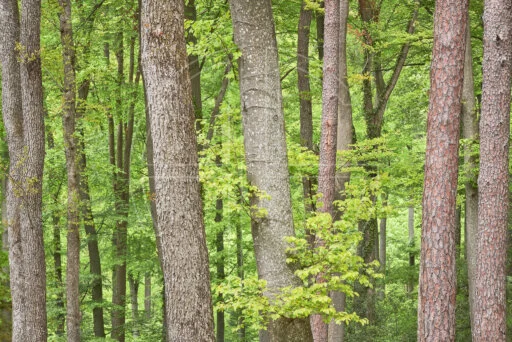 Promise Of The Past Beginning depicts a spring forest with vivid green leaves.