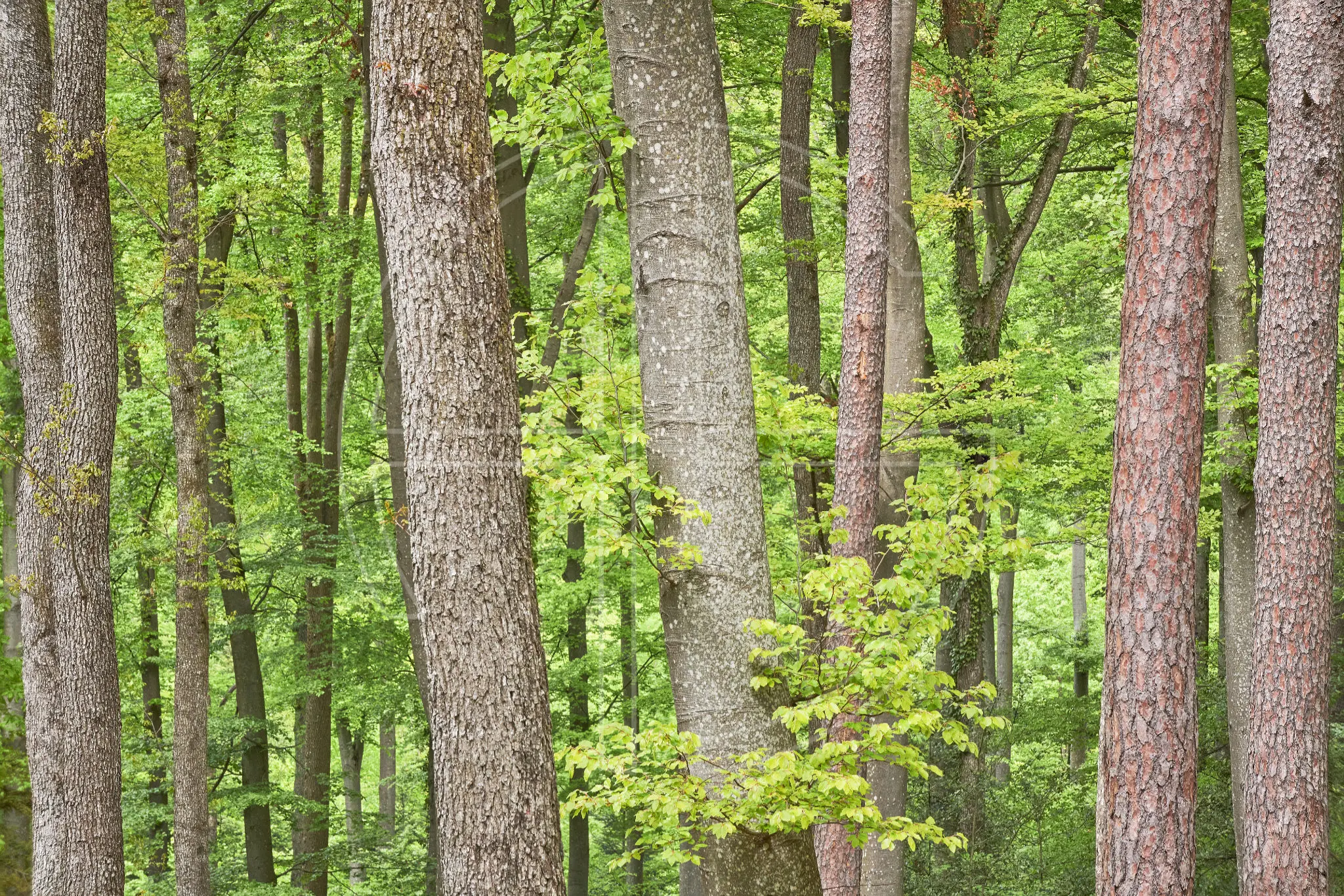 Promise Of The Past Beginning depicts a spring forest with vivid green leaves.