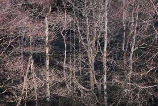 Running From Nightmares depicts a creepy forest up close at the last hour of the day.