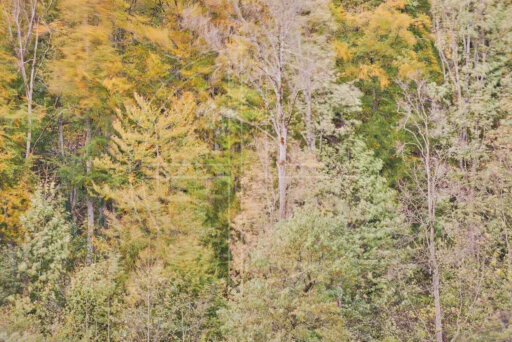 The Storm Within depicts a forest during strong winds and its change of season to autumn.