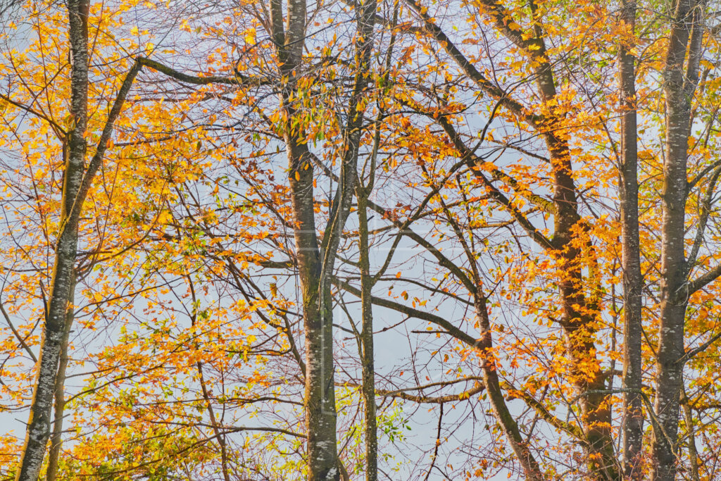 Glow Of Encouragement depicts a grove of trees illuminated by the early morning sun.