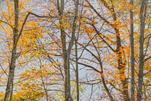 Glow Of Encouragement depicts a grove of trees illuminated by the early morning sun.