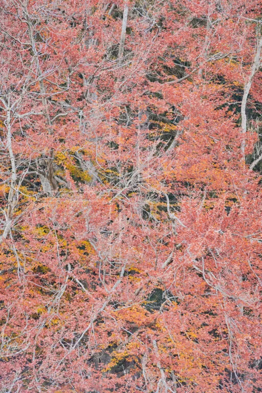 Searching For Answers depicts a beech tree with twisting branches.