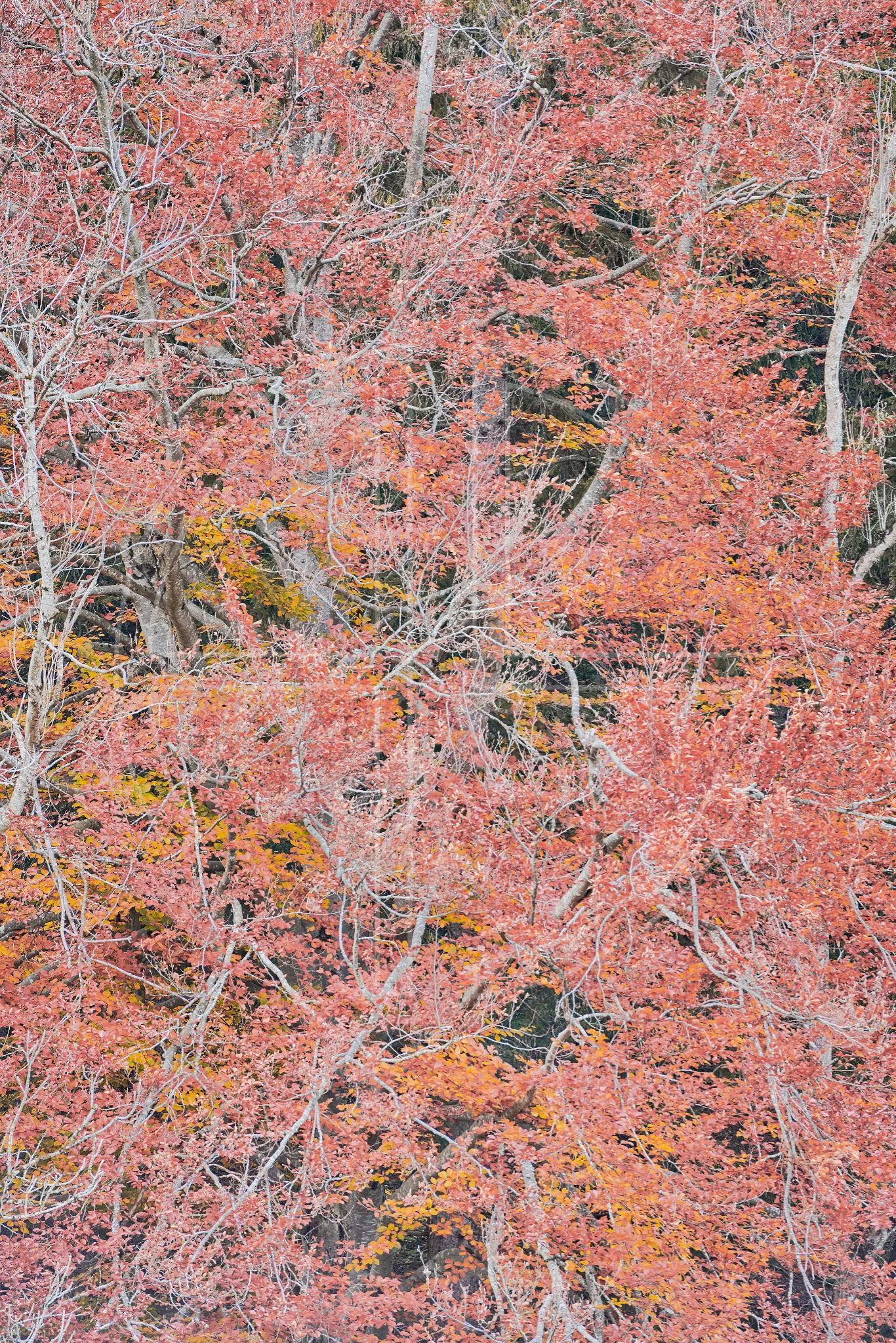 Searching For Answers depicts a beech tree with twisting branches.