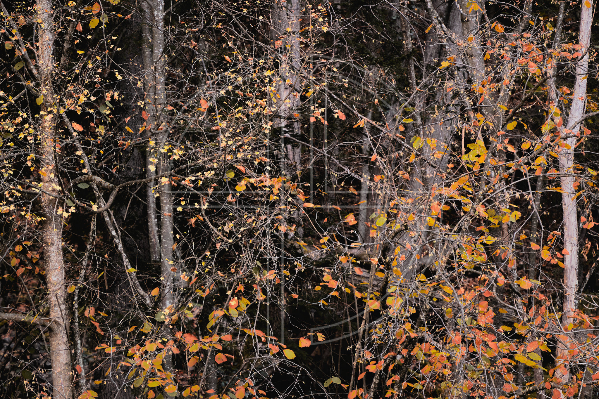 Brilliance Beyond Darkness depicts a hazel tree enveloped by shadows.