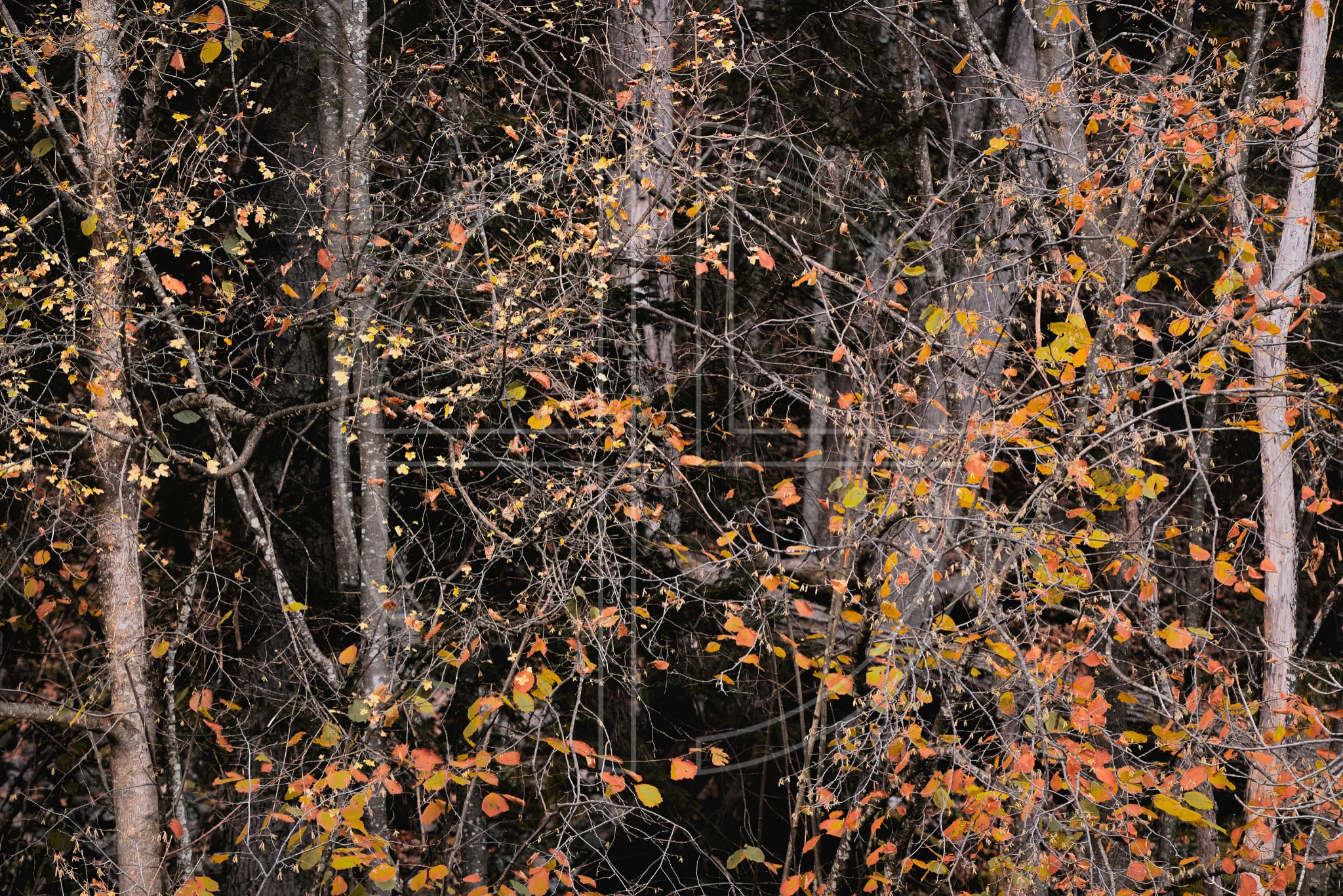 Brilliance Beyond Darkness depicts a hazel tree enveloped by shadows.