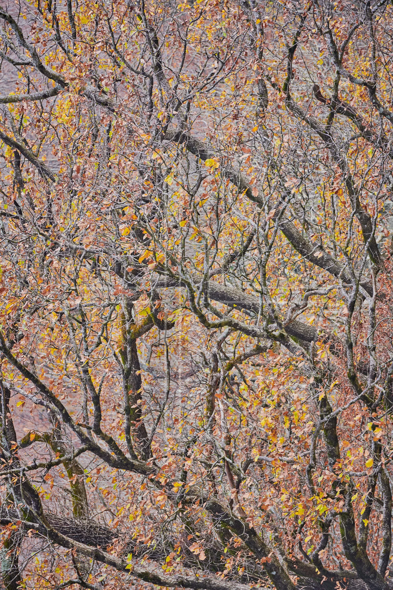 Deceiving Perception depicts the outstretched branches of an oak.