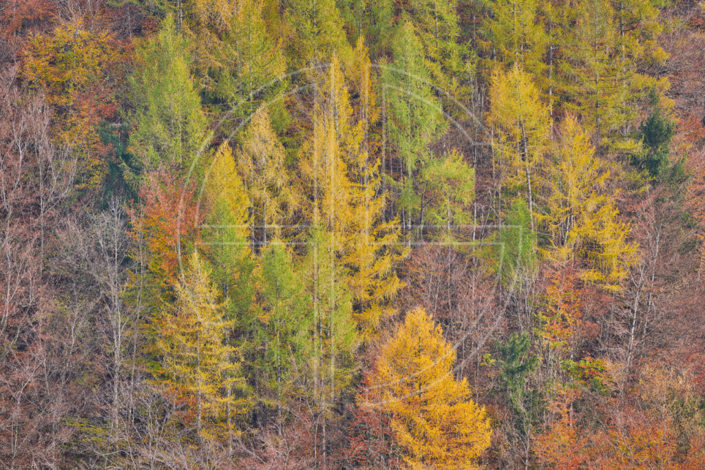 Echoes Of Euphoria depicts larches in autumn.