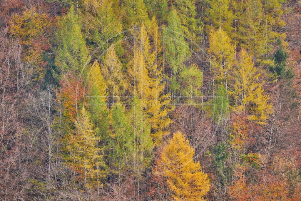 Echoes Of Euphoria depicts larches in autumn.