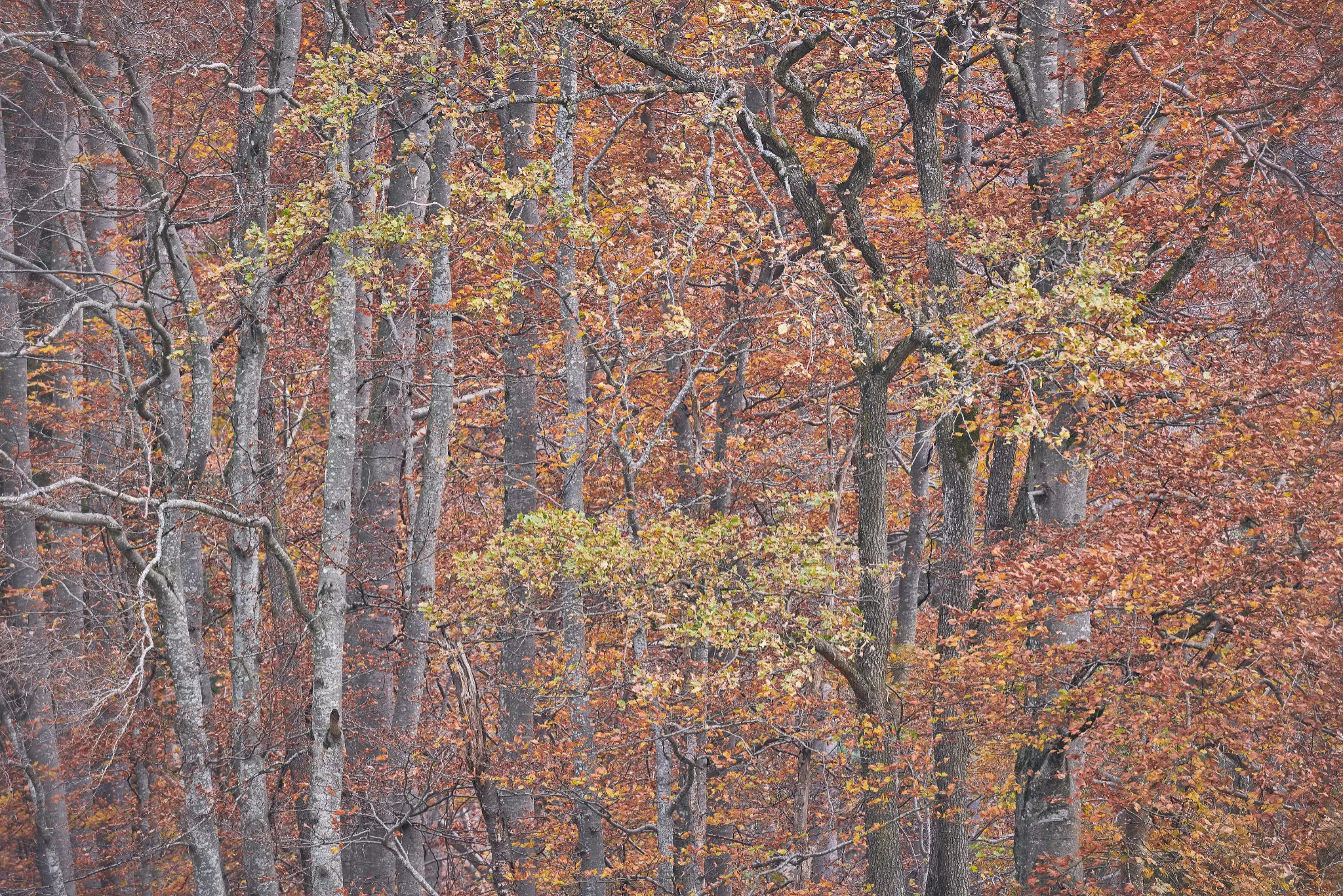The Paradox Of Anticipation depicts an autumn forest of beeches and oaks.