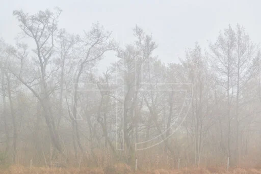The Phantom Maze depicts gnarly and twisted birch trees in mist.