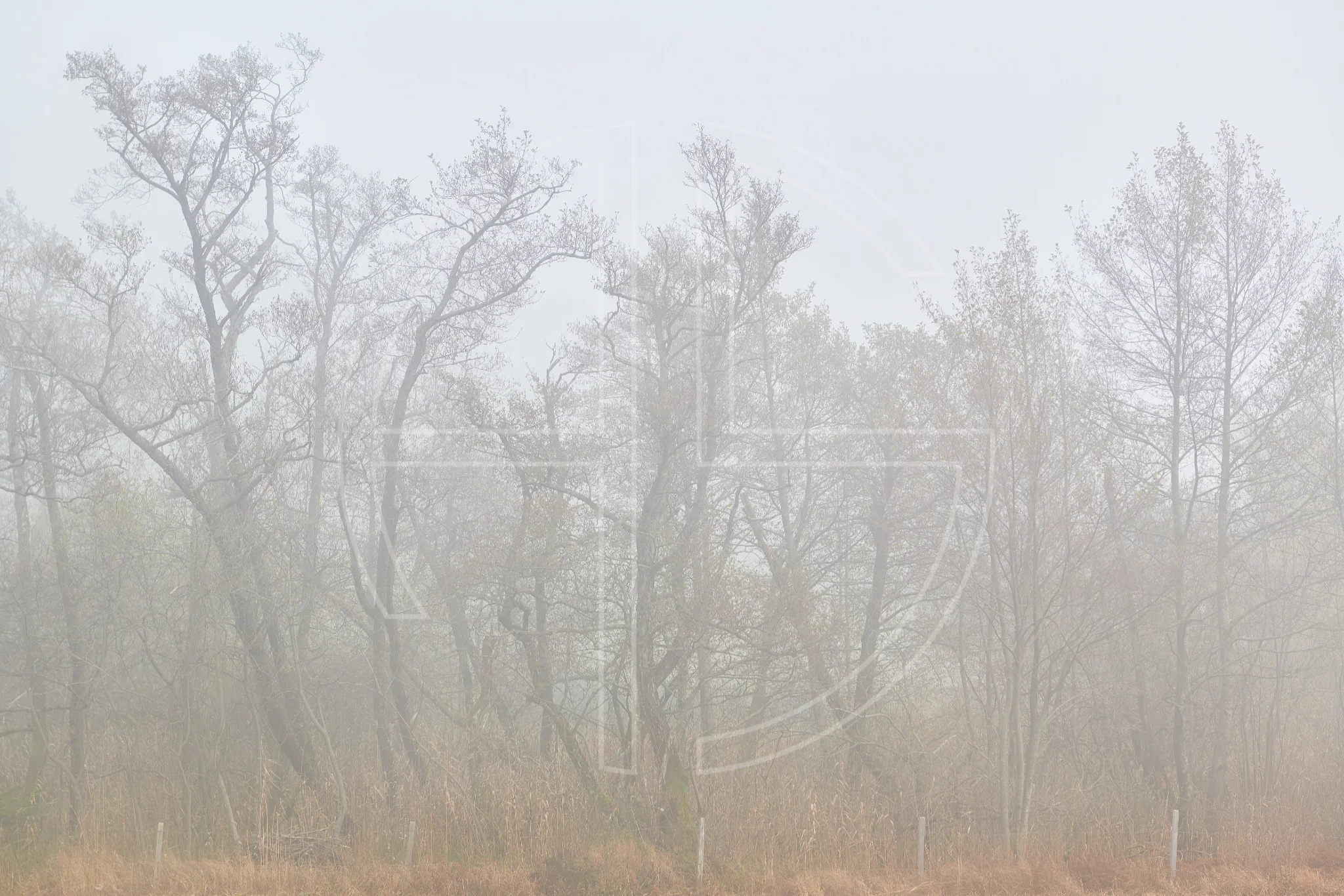 The Phantom Maze depicts gnarly and twisted birch trees in mist.
