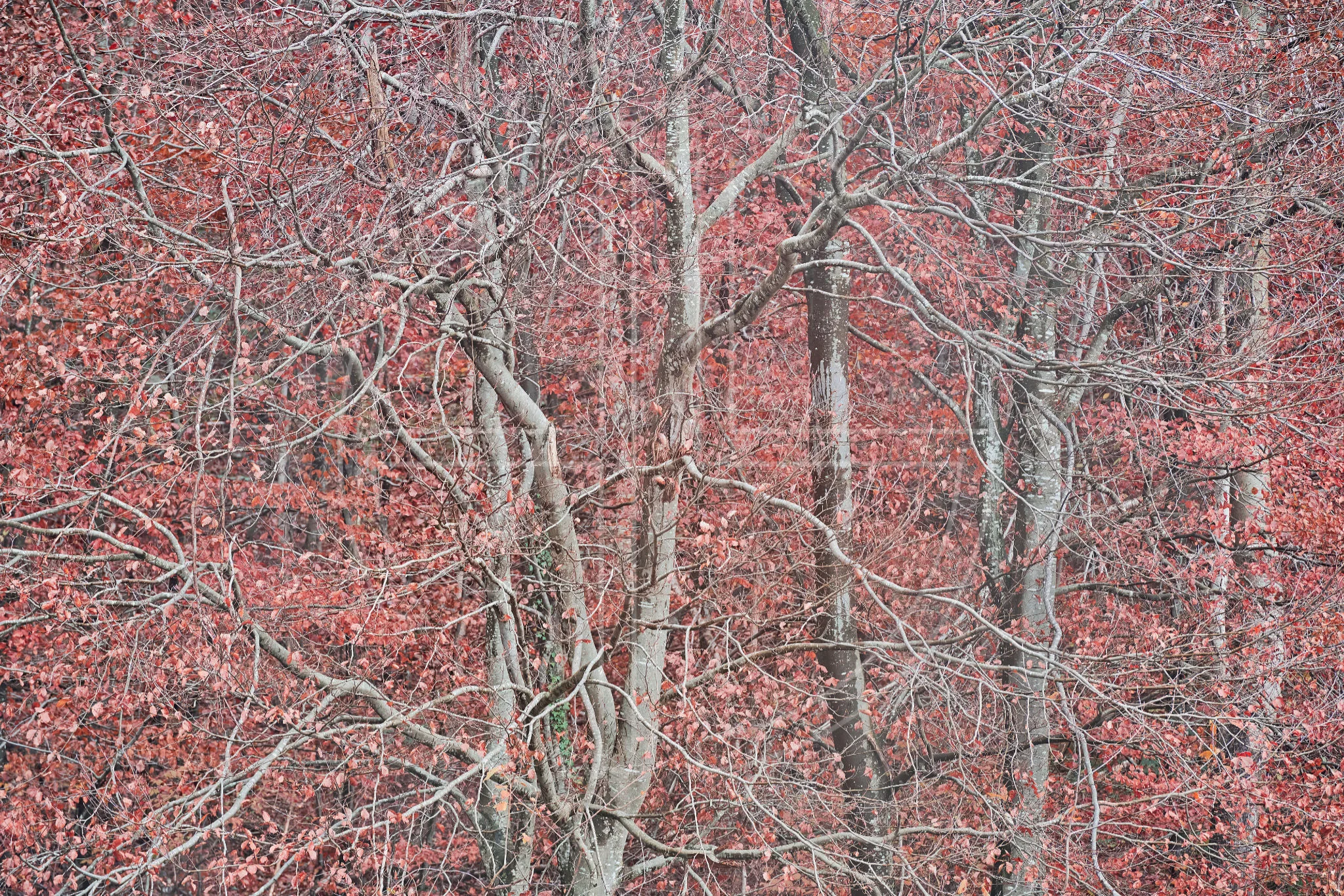 Ashen Flames depicts a forest of beech trees with blazing leaves.
