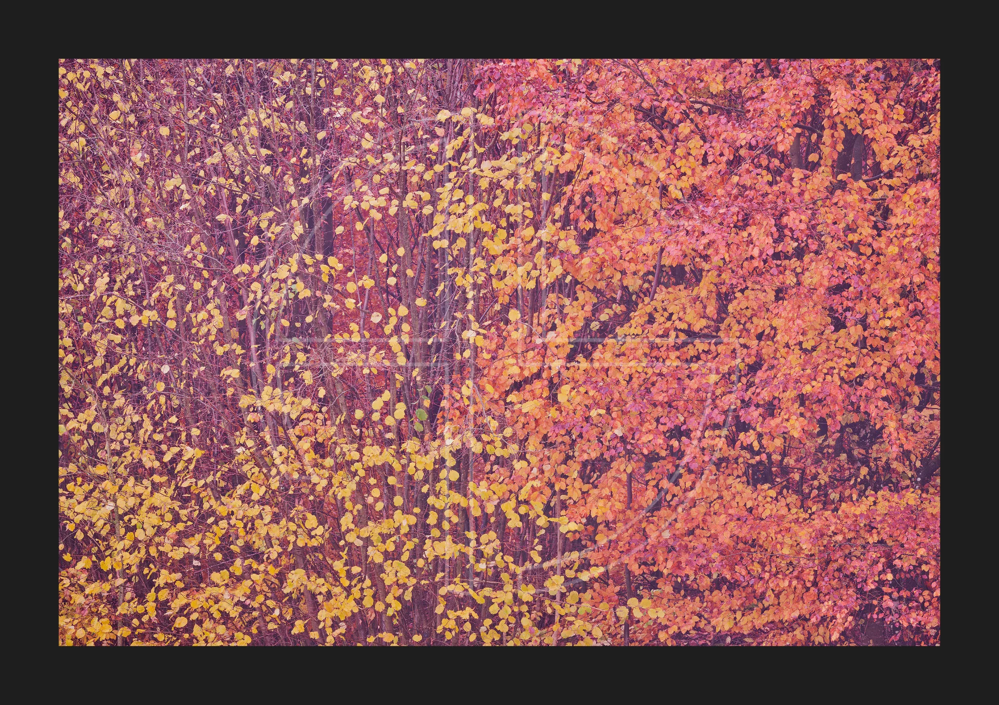 Confetti depicts a forest in gold and red attire.