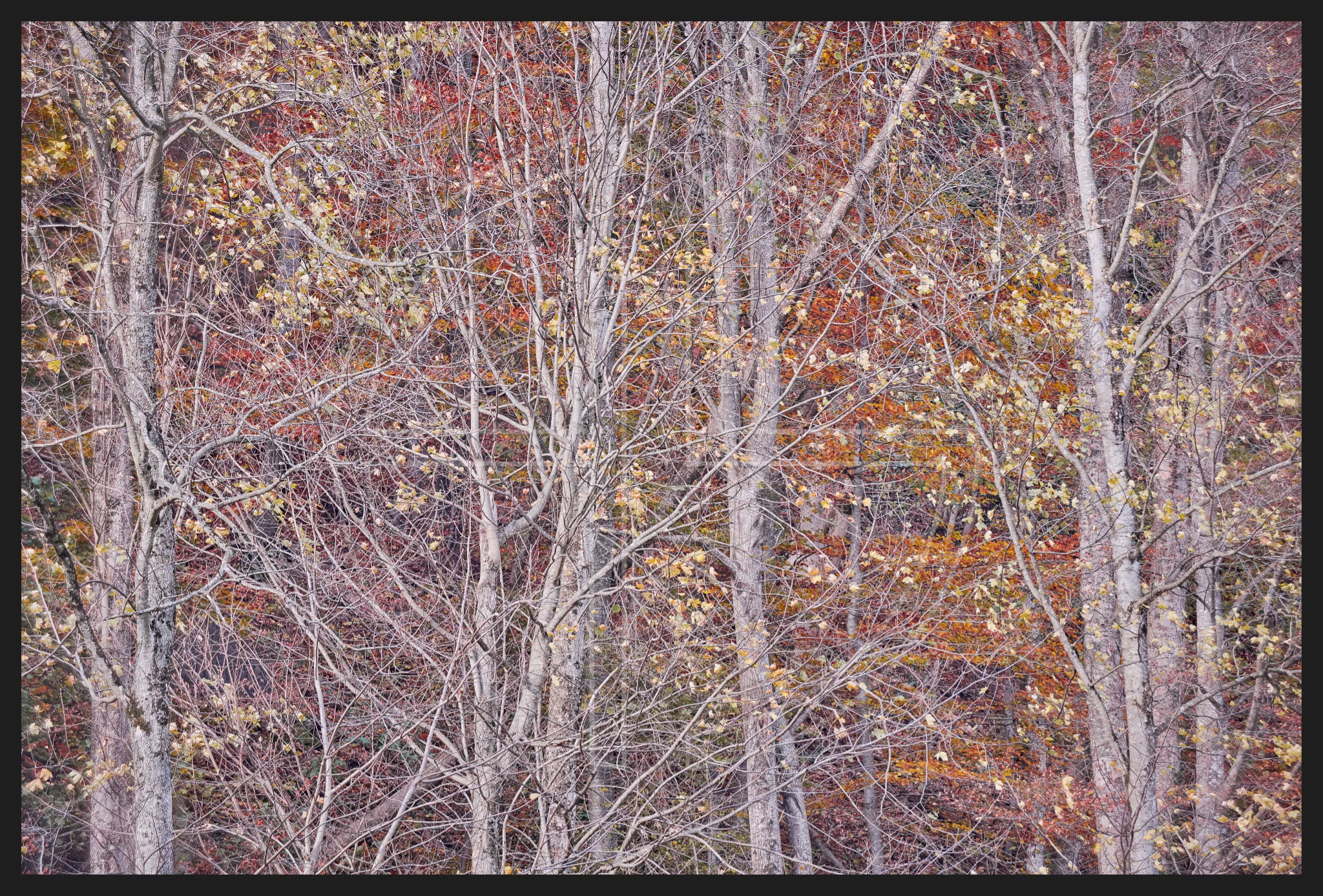 Disillusioned Realities depicts a tangle of branches and twigs. Special edition with black frame.