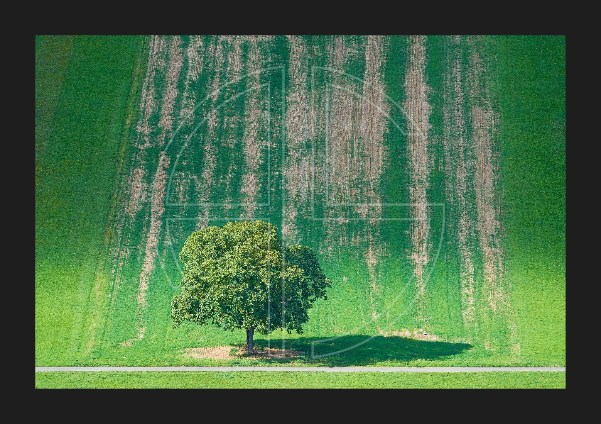 Friend Of Attraction depicts a majestic green tree in a vibrant, green landscape.