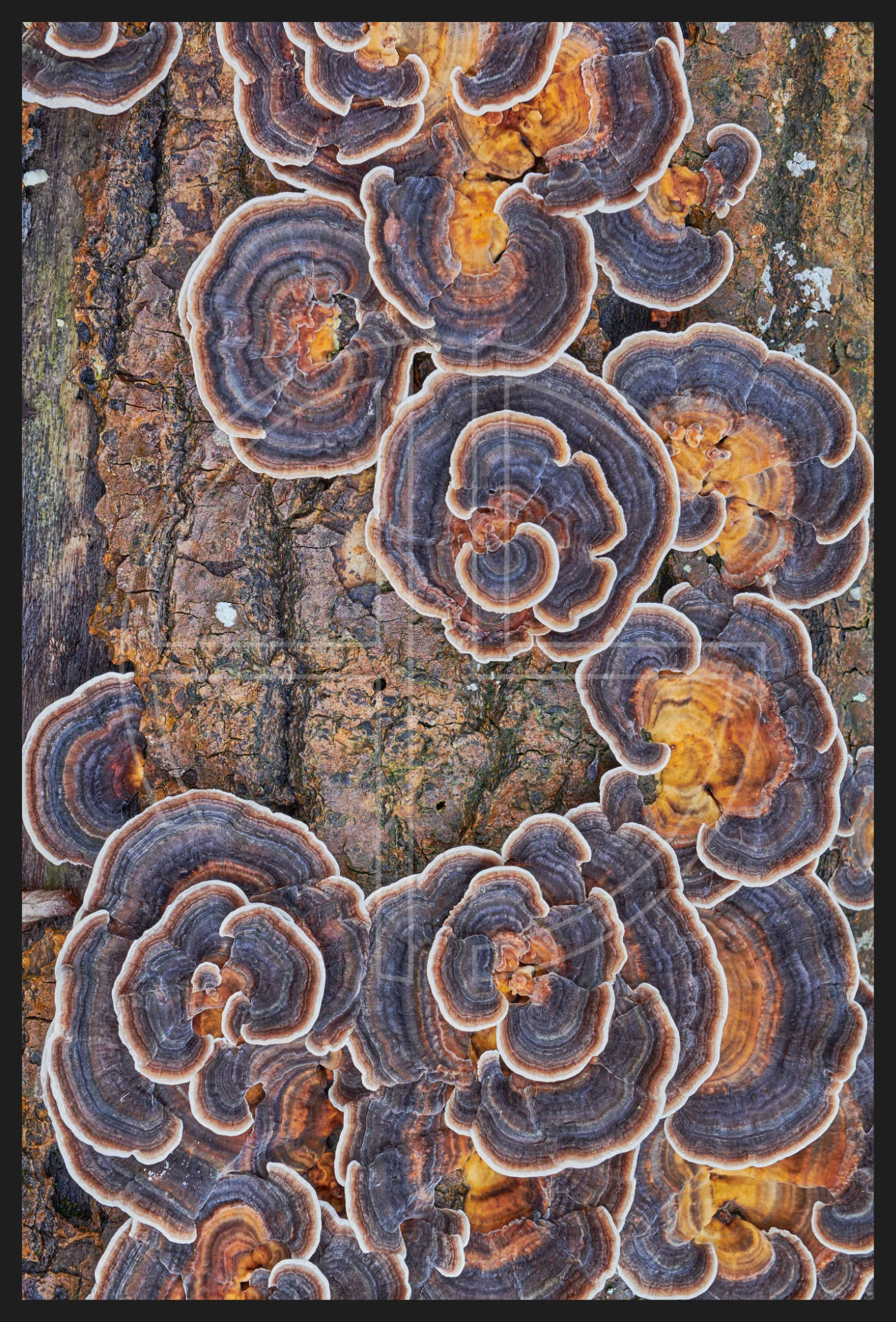 In Words To Devastation depicts colourful mushrooms on dead wood.