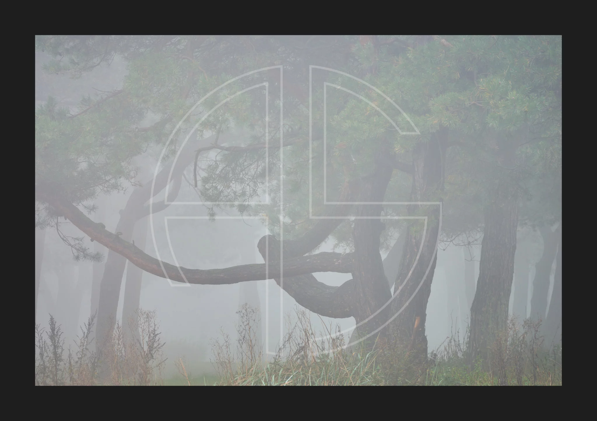 Shelter Of Existence depicts a big tree with thick branches in the morning mist.