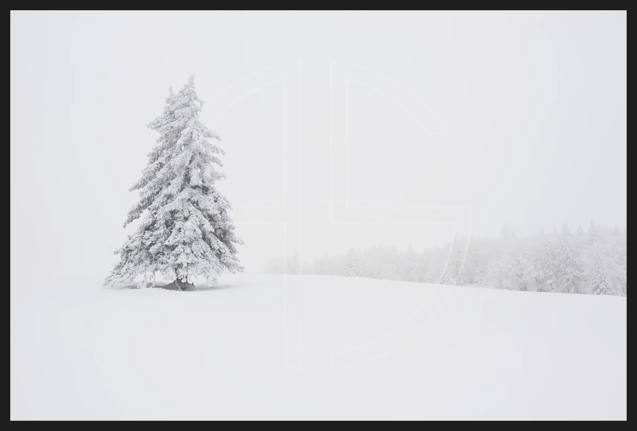 Snow White And The Hundred Trees depicts a solitary tree in a winter landscape.