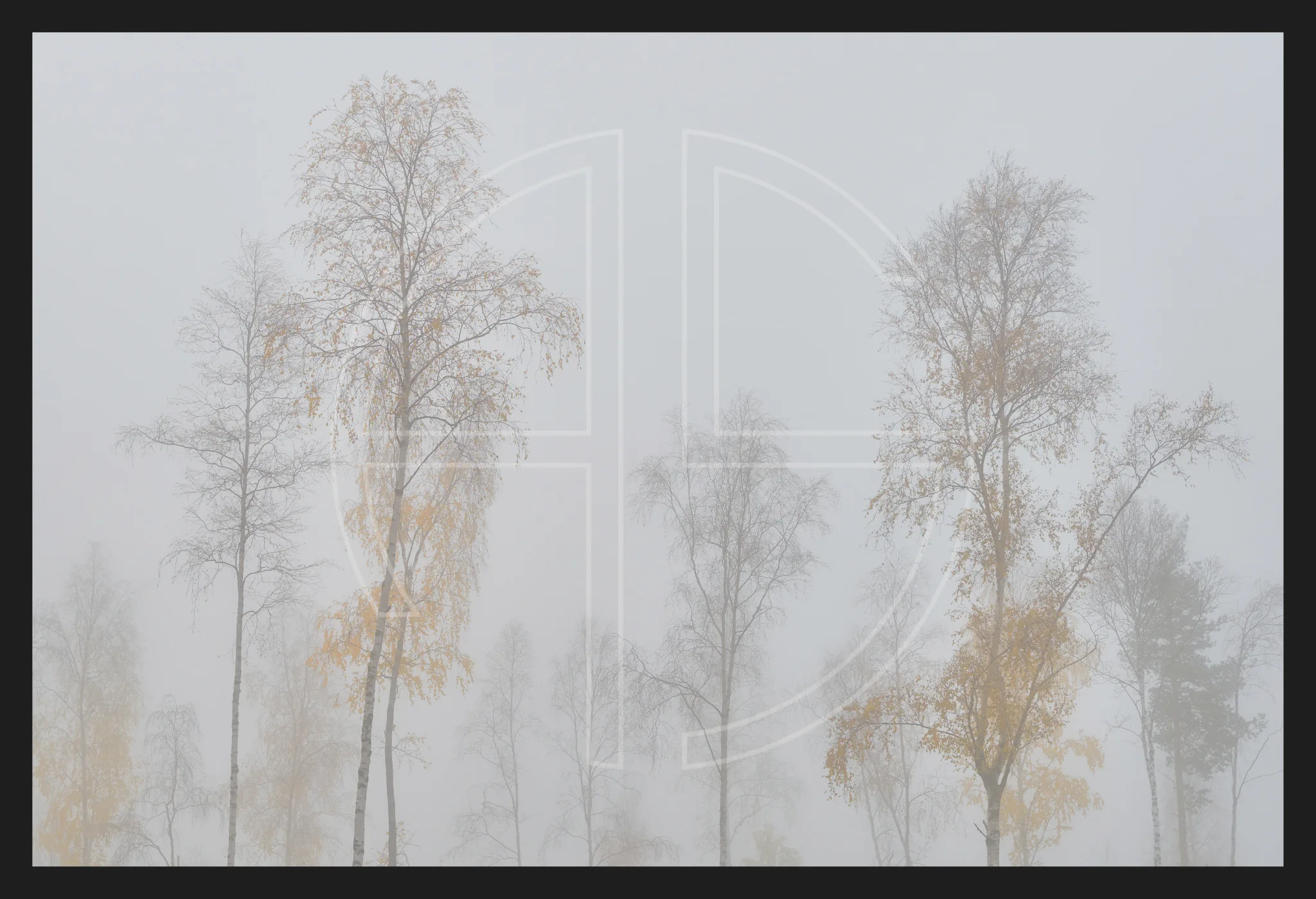 Gathering Of The Birches depicts a woodland of birches.