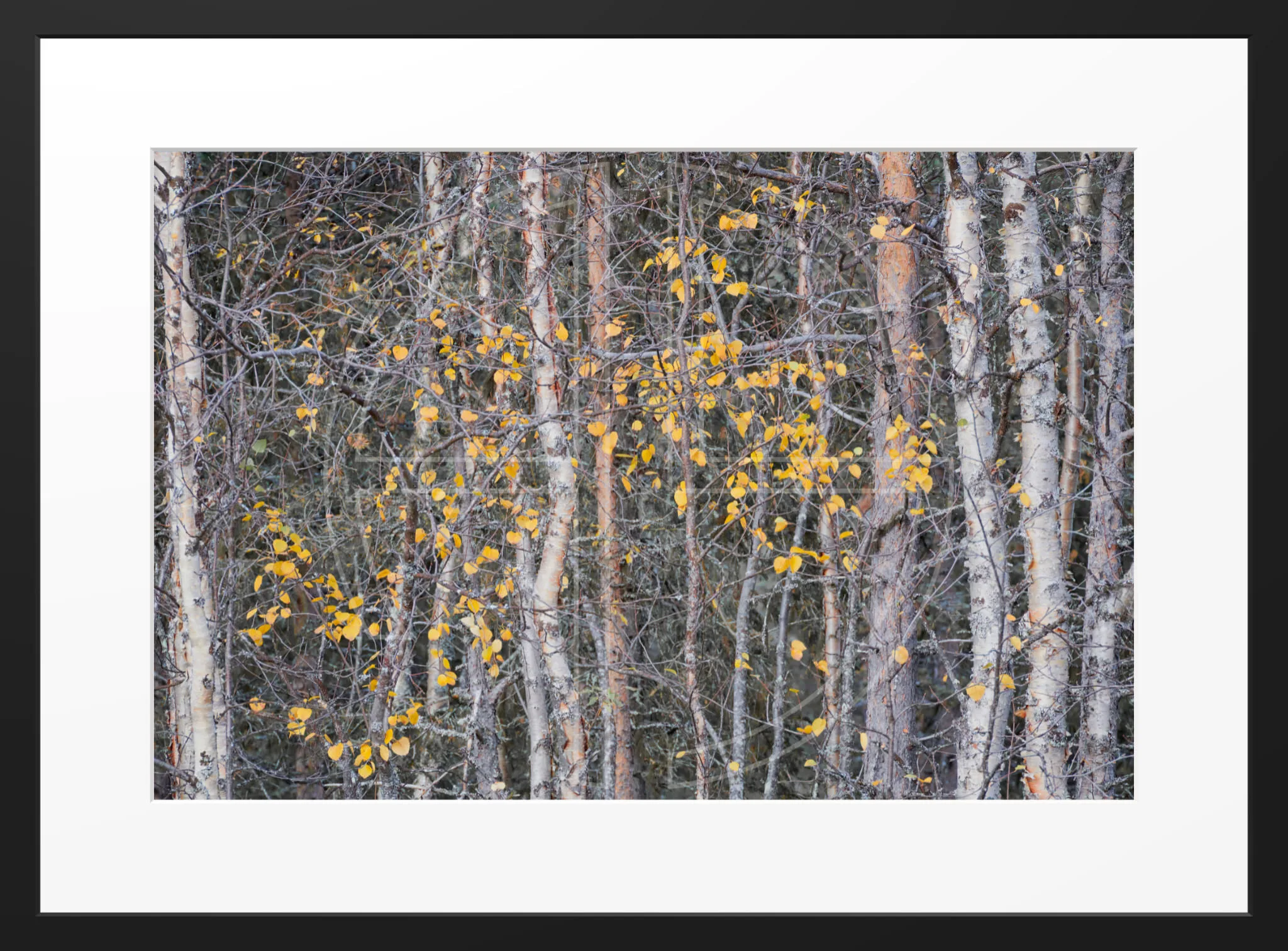 Gold From Afar depicts a grove of slim birch trees with yellow leaves.